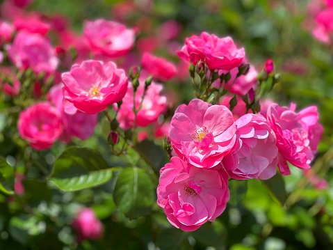 Beautiful rose shrub blooming in May -June.