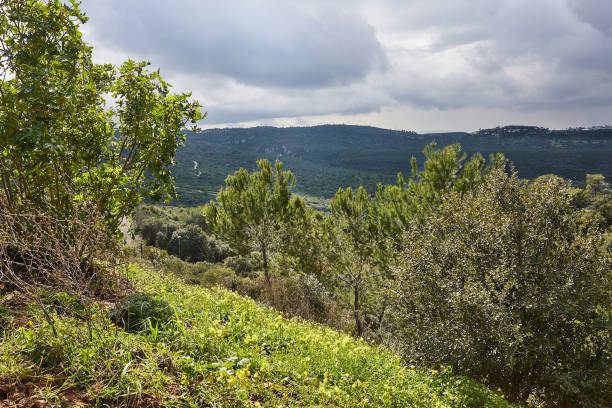 istock Scenic view from mount carmel in haifa with coniferous and deciduous trees and storm clouds 1997099450
