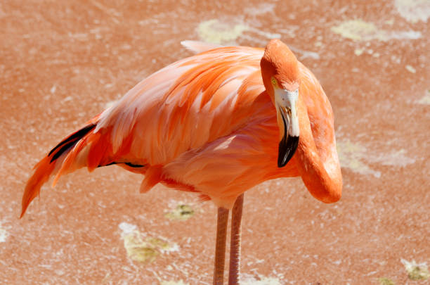 istock Pink flamingo close up 1997099454