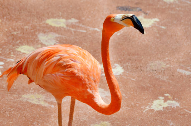 istock Pink flamingo close up 1997101563