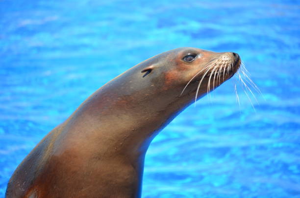 istock Sea Lion Portrait 1997105829