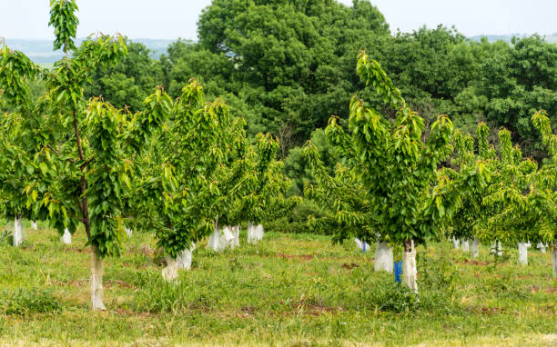 istock Ripening Cherry Trees garden 1997127417