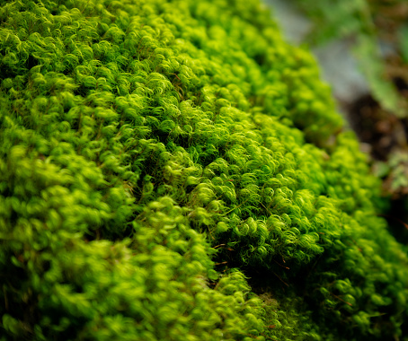 A close-up of vibrant green moss covering the forest floor