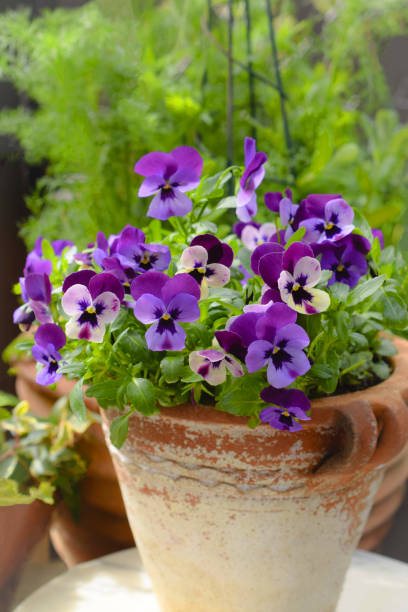 istock pansy flowers in a flower pot. 1997150298