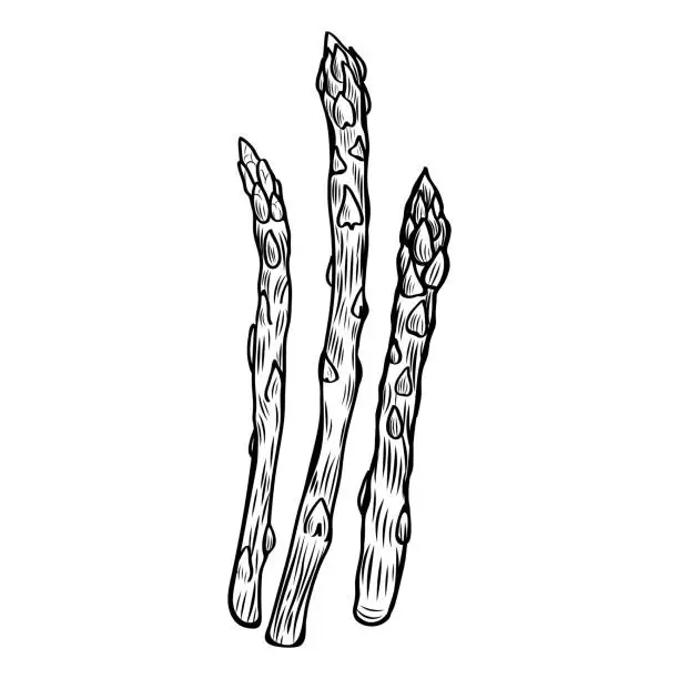 Vector illustration of Asparagus line drawing vector illustration.