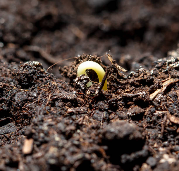 istock A tomato comes from a seed in the ground in the spring. Macro 1997167067