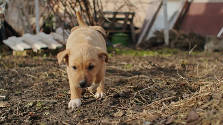 Garden floppy mammal nature above power running fun de one boy canine dog tiny green many golden retriever yard ears person fly pet outside little fast king grass outdoor brick young