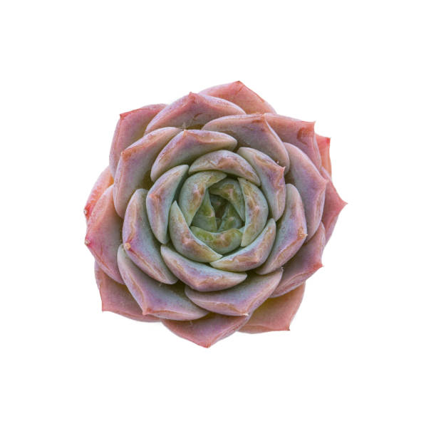 Echeveria Amazing Grace flower rosette isolated on white background top view