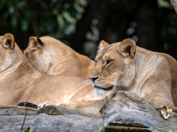istock Lioness portrait 1997173993