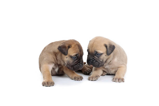 istock puppy bullmastiff 1997179825