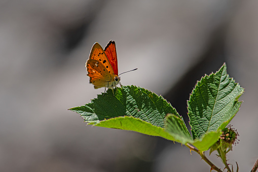 Orange butterfly on flowering cherry tree branch with blue sky background