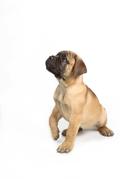 istock puppy bullmastiff 1997180373