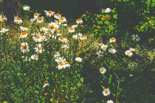 an aromatic European plant of the daisy family, with white and yellow flowers