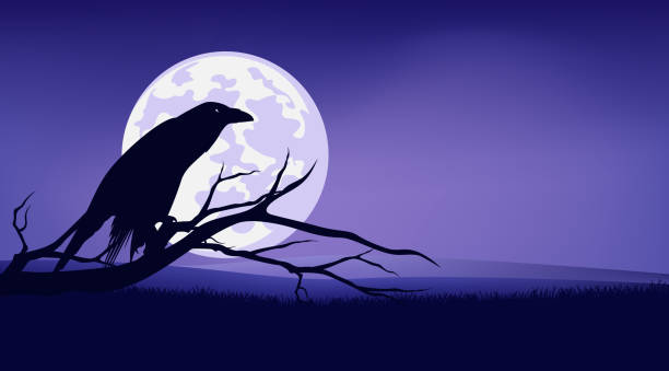 ilustrações de stock, clip art, desenhos animados e ícones de vector halloween background of spooky black raven bird, full moon and bare tree branches - perching