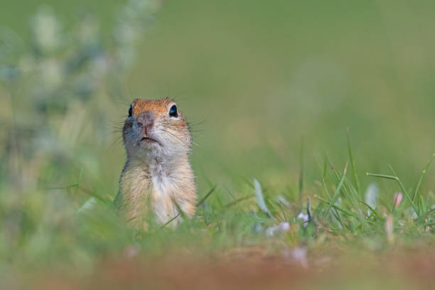 istock Curious squirrel looking around in the green grass. Anatolian Souslik-Ground Squirrel, Spermophilus xanthoprymnus 1997196912
