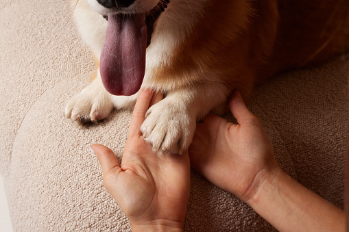 Girl holding Corgi dog's paw, dog gives paw to girl close-up, love for animals
