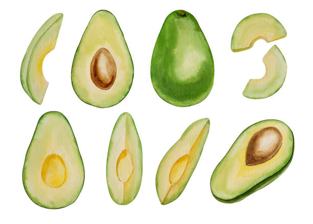 aquarell аvocado set, handgemalt auf papier, weißer hintergrund - guacamole avocado cutting white background stock-grafiken, -clipart, -cartoons und -symbole