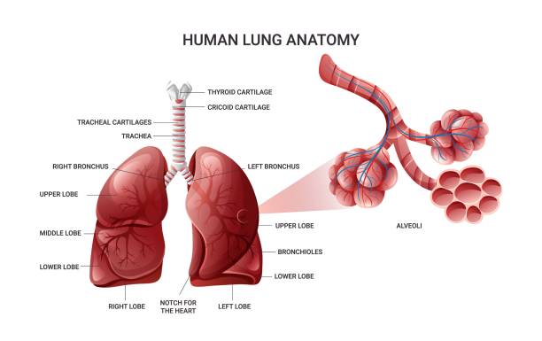 istock Lungs anatomy, alveoli structure and gas exchange infographic 1997201315