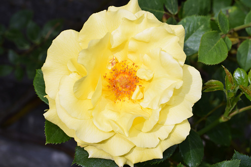 Beautiful yellow blooming flower of shrub rose 'Lichtkönigin Lucia' illuminated by the sun