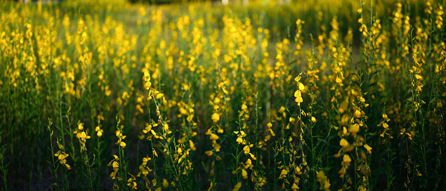 Yellow flowers of Crotalaria juncea (sunn hemp) blooming in fields for soil improvement at sunset