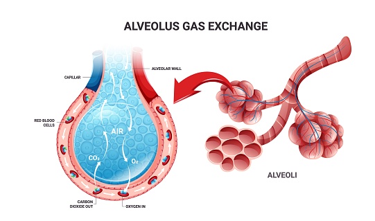 Oxygen and carbon dioxide exchange in lungs and alveolus. Detailed illustration isolated on white background. Cartoon style