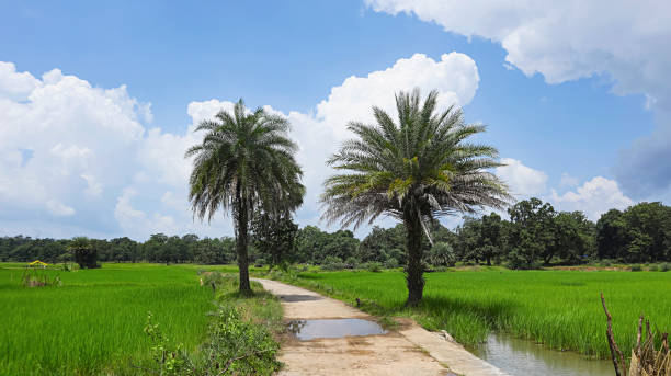 istock Roads Between the Rice Field Clouds in Background, Barsur, Bastar, Chhattisgarh, India. 1997202514