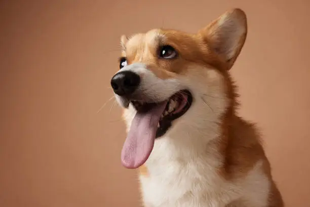portrait of a corgi dog close up with tongue hanging out on a brown background
