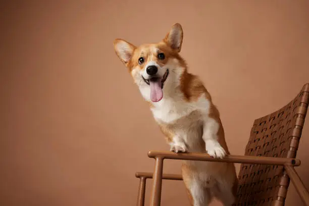 portrait of a corgi dog close up with tongue hanging out on a brown background