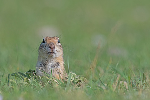 Curious squirrel looking around in the green grass. Anatolian Souslik-Ground Squirrel, Spermophilus xanthoprymnus