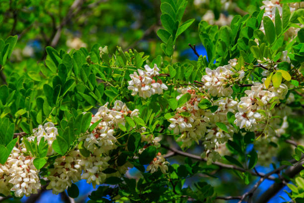 istock White acacia flowers closeup (Robinia pseudoacacia). Acacia tree bloom 1997212242