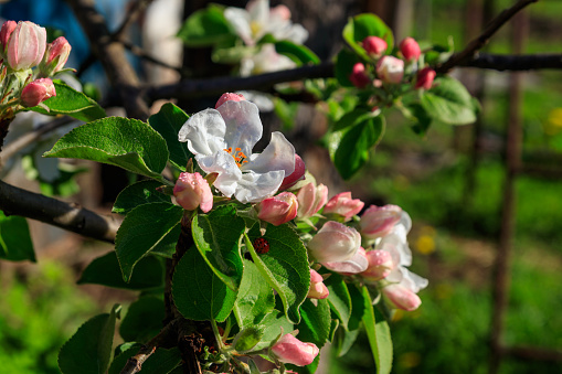 Jonagold apple blossoms in the springtime