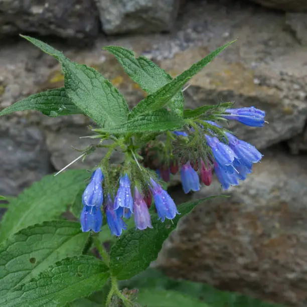 Symphytum asperum blossom. Blueflowers like bells with green leaves. Stone wall background