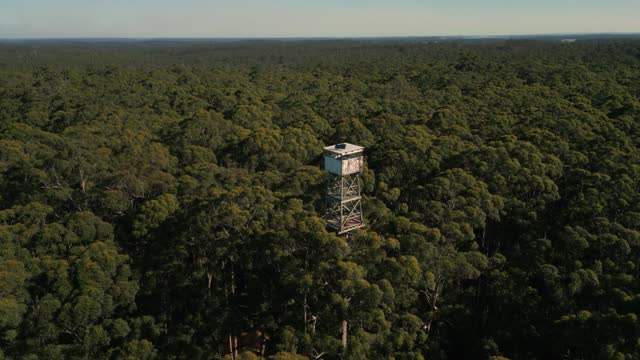drone shot tilting down at the fire lookout at the top of the Diamond Tree, a giant karri tree near Pemberton in Western Australia