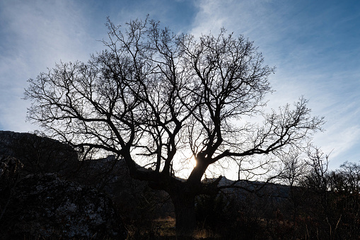 Silhouette of old oak tree at sunset.