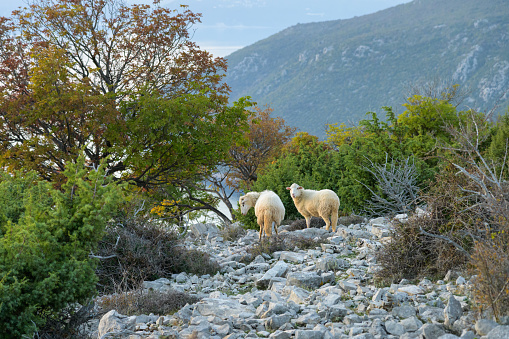 Two sheep standing on the rocky surface between bushes, evening on the island of Cres (Croatia)