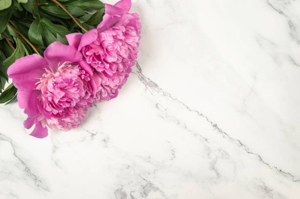 istock Top view of pink peonies blossoms on white marble background. 1997224932