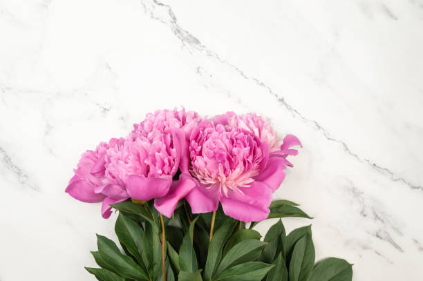 istock Top view of pink peonies blossoms on white marble background. 1997225255