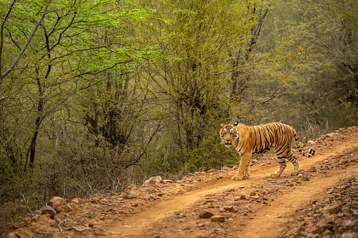 wild female bengal tiger or panthera tigris walking or crossing forest trail or road during territory marking in evening safari at ranthambore national park reserve sawai madhopur rajasthan india asia