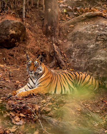 Tigre hembra de bengala salvaje o panthera tigris o tigresa descansando en las rocas en la selva nocturna safari de caza en la temporada de verano caluroso en la temporada de verano caliente en la reserva forestal del Parque Nacional de Bandhavgarh, Madhya photo