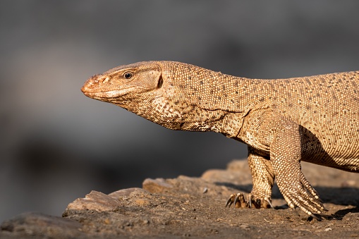 monitor lizard or bengal monitor or common indian monitor or varanus bengalensis extreme closeup or portrait in outdoor wildlife safari at forest of central india asia