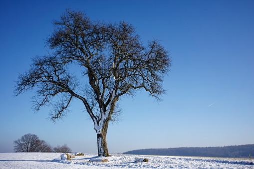 Old tree in snowy Kraichgau, Germany on a beautiful winter's day.
