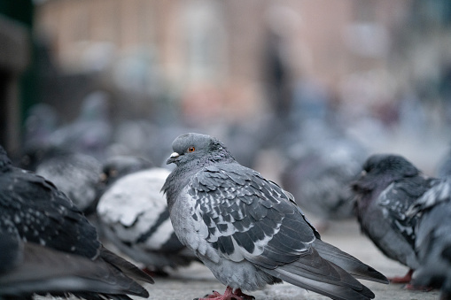 A pigeon warming itself in the market square