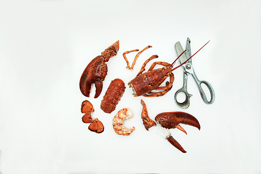 Lobster pieces on the white background with scissors