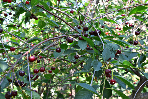 cherry tree with dark berries hanging on the branches