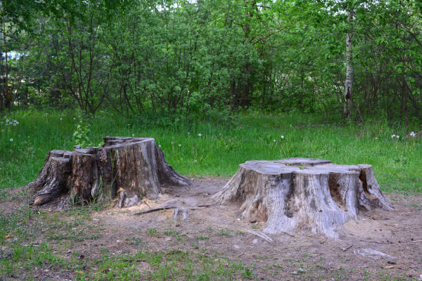 istock two old stumps on the lawn in the forest isolated 1997266823