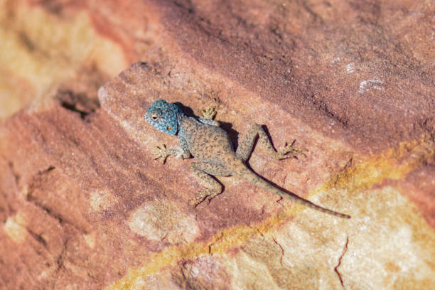 Exotic blue lizard on an orange rock in Petra, Wadi Musa, Jordan.