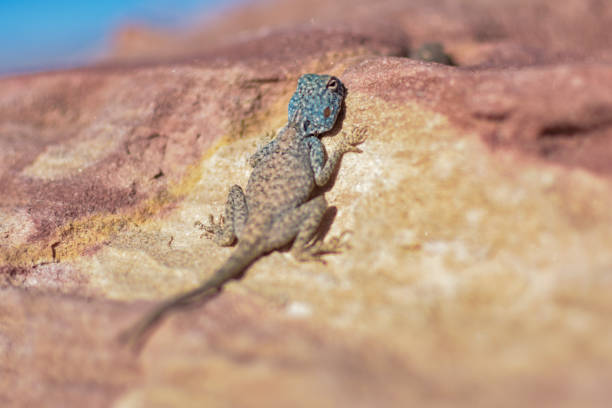istock Exotic blue lizard on an orange rock in Petra. 1997269981