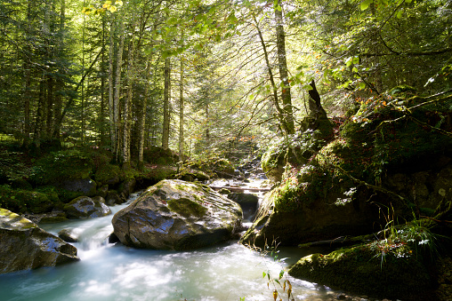 River in Sansanet forest, Aspe Valley, Pyrenees in France.
