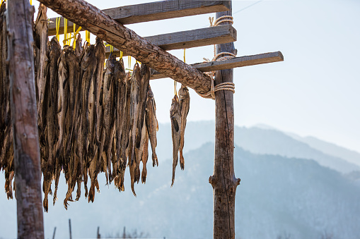 Pollack being dried in the winter wind. Gangwon-do Hwangtaedeokjang - Dried pollack, Alaska pollock, walleye pollock, Theragra chalcogramma, Gadus chalcogrammus