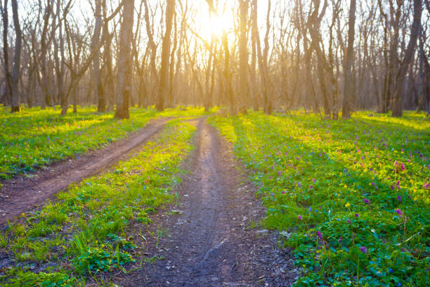 green forest glade at the sunset, beautiful spring evening forest scene